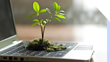 Photo of a plant with green leaves shooting out of a laptop keyboard.