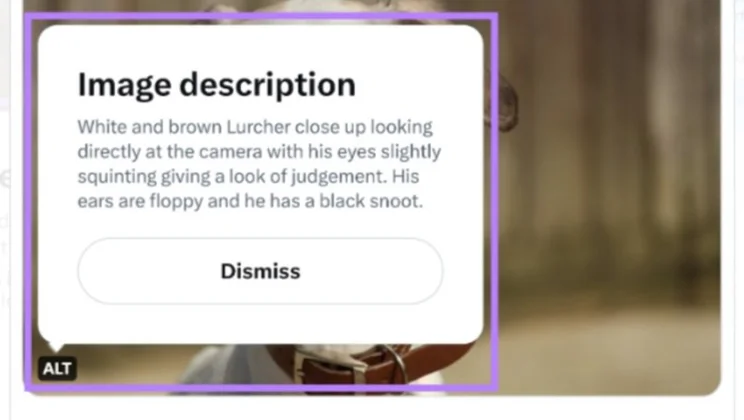 An image of a dog posted to X by dog charity, Dogs Trust. The "Alt" button has been pressed to show a lengthy description of the dogs appearance